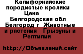 Калифорнийские породистые кролики › Цена ­ 250 - Белгородская обл., Белгород г. Животные и растения » Грызуны и Рептилии   